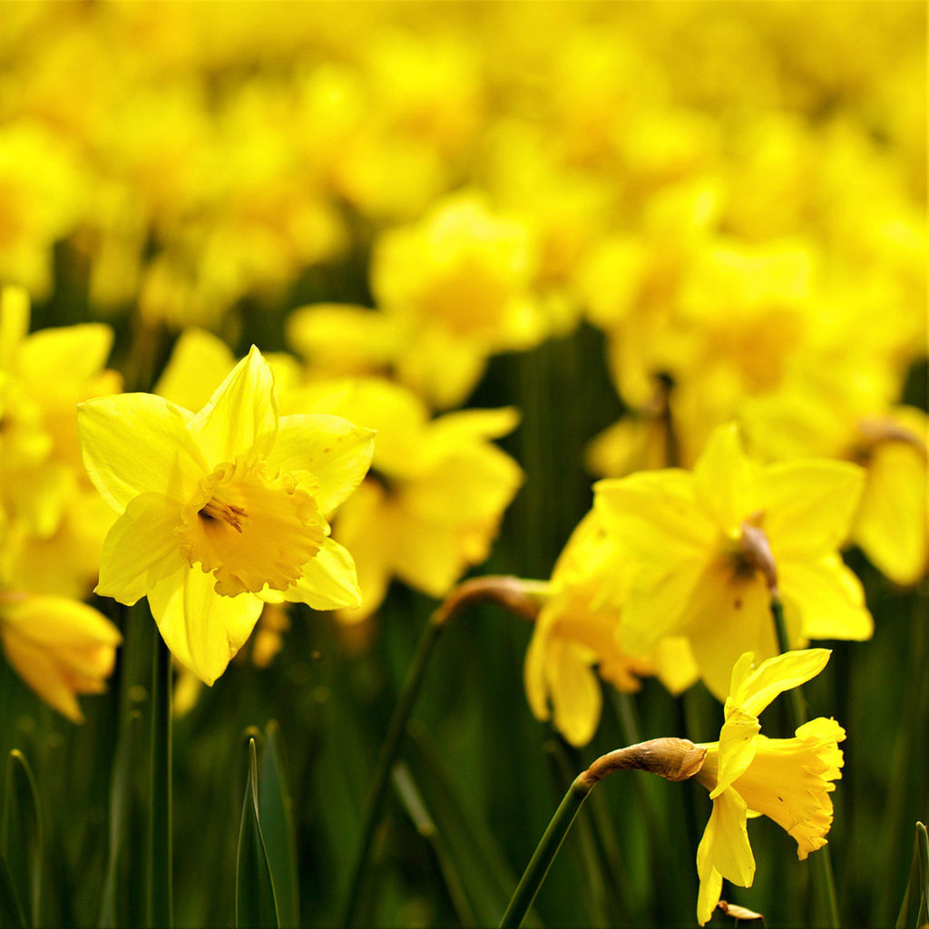 Narcissus - Daffodil Sweet Petite Mix