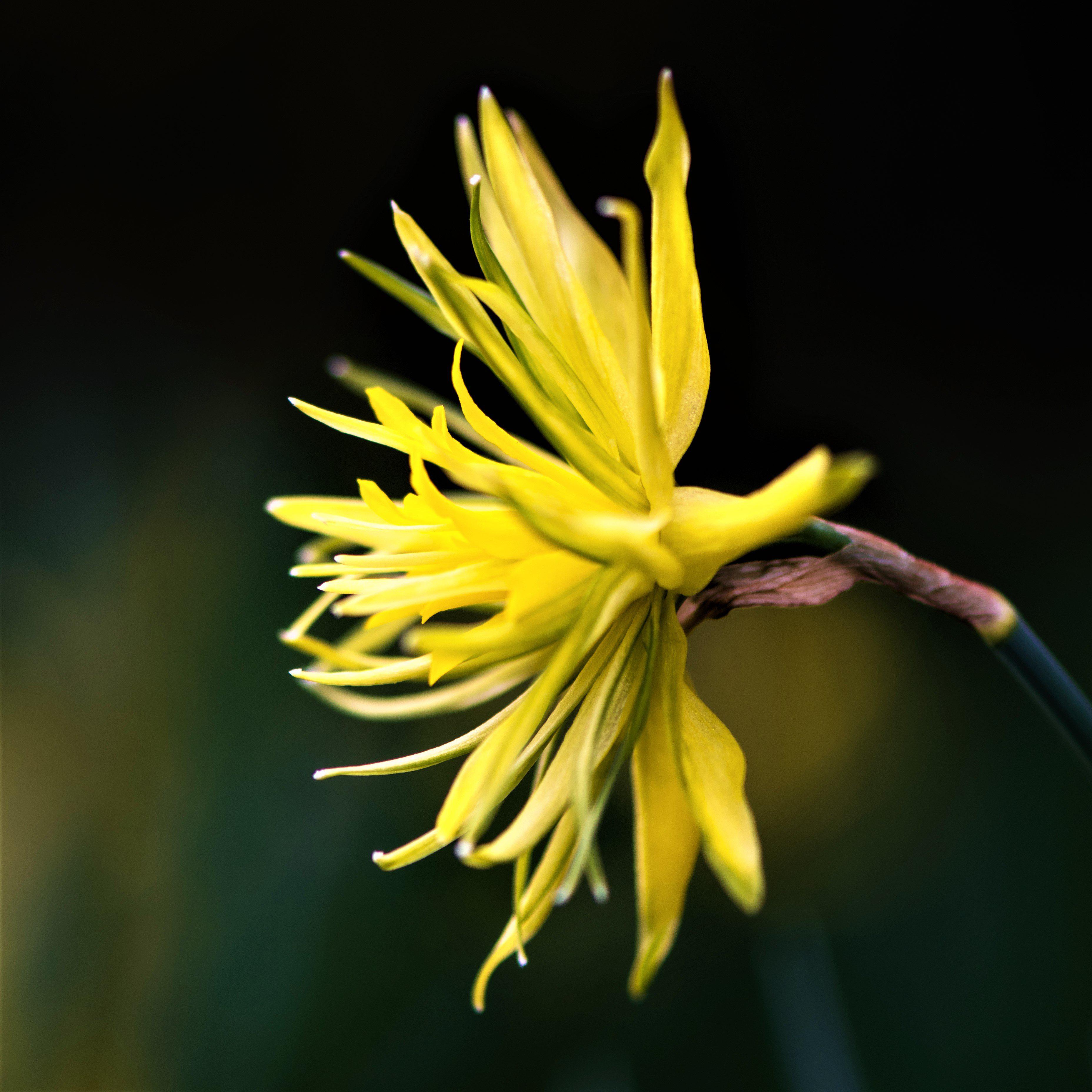 Narcissus - Daffodil Rip Van Winkle