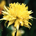 Narcissus - Daffodil Rip Van Winkle