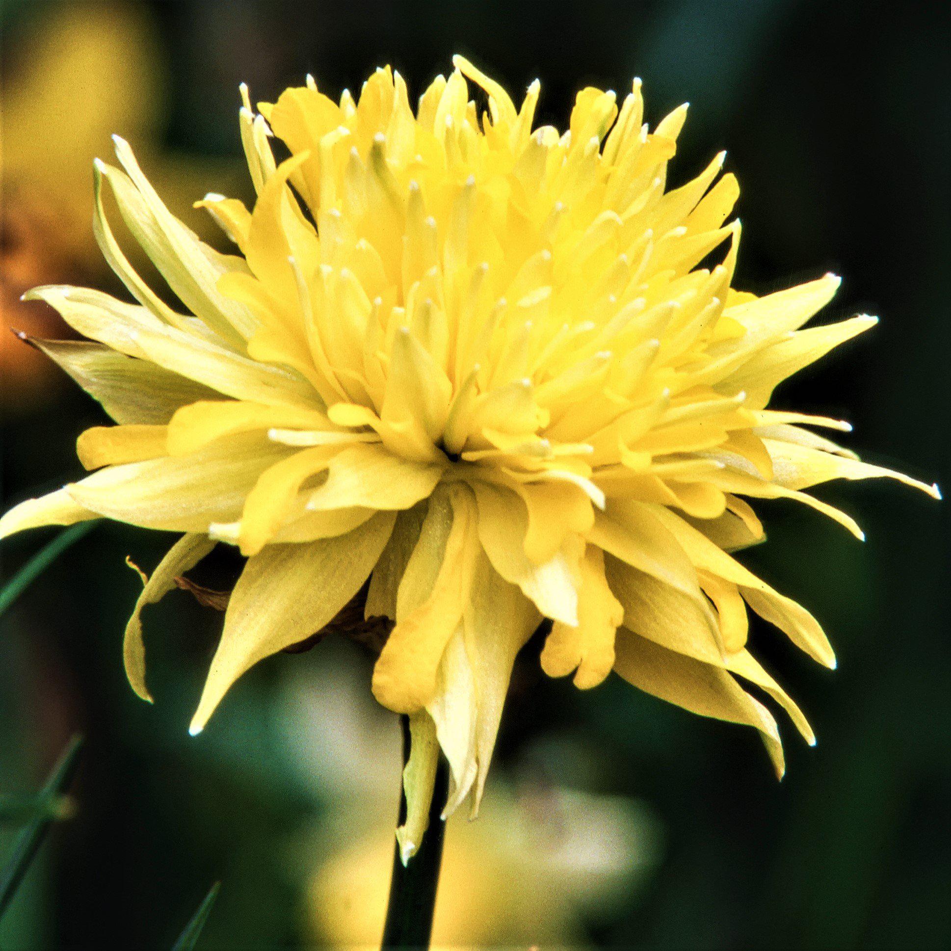 Narcissus - Daffodil Rip Van Winkle