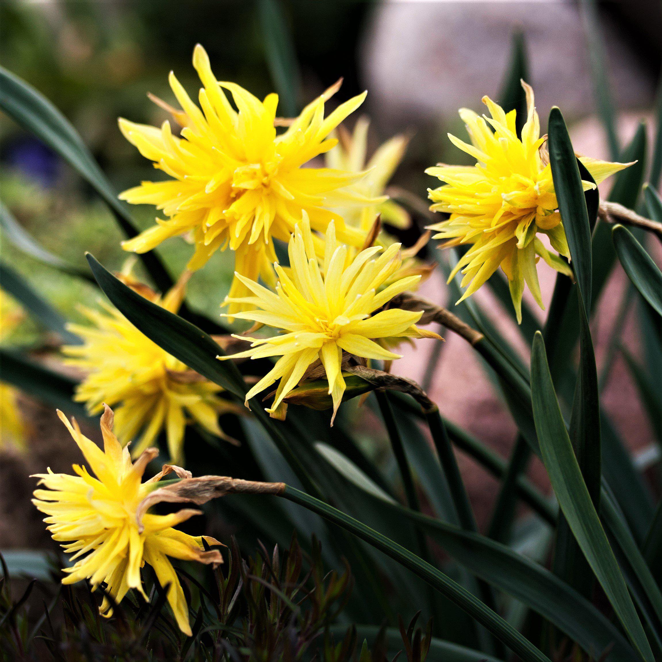 Narcissus - Daffodil Sweet Petite Mix