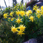 Narcissus - Daffodil Rip Van Winkle