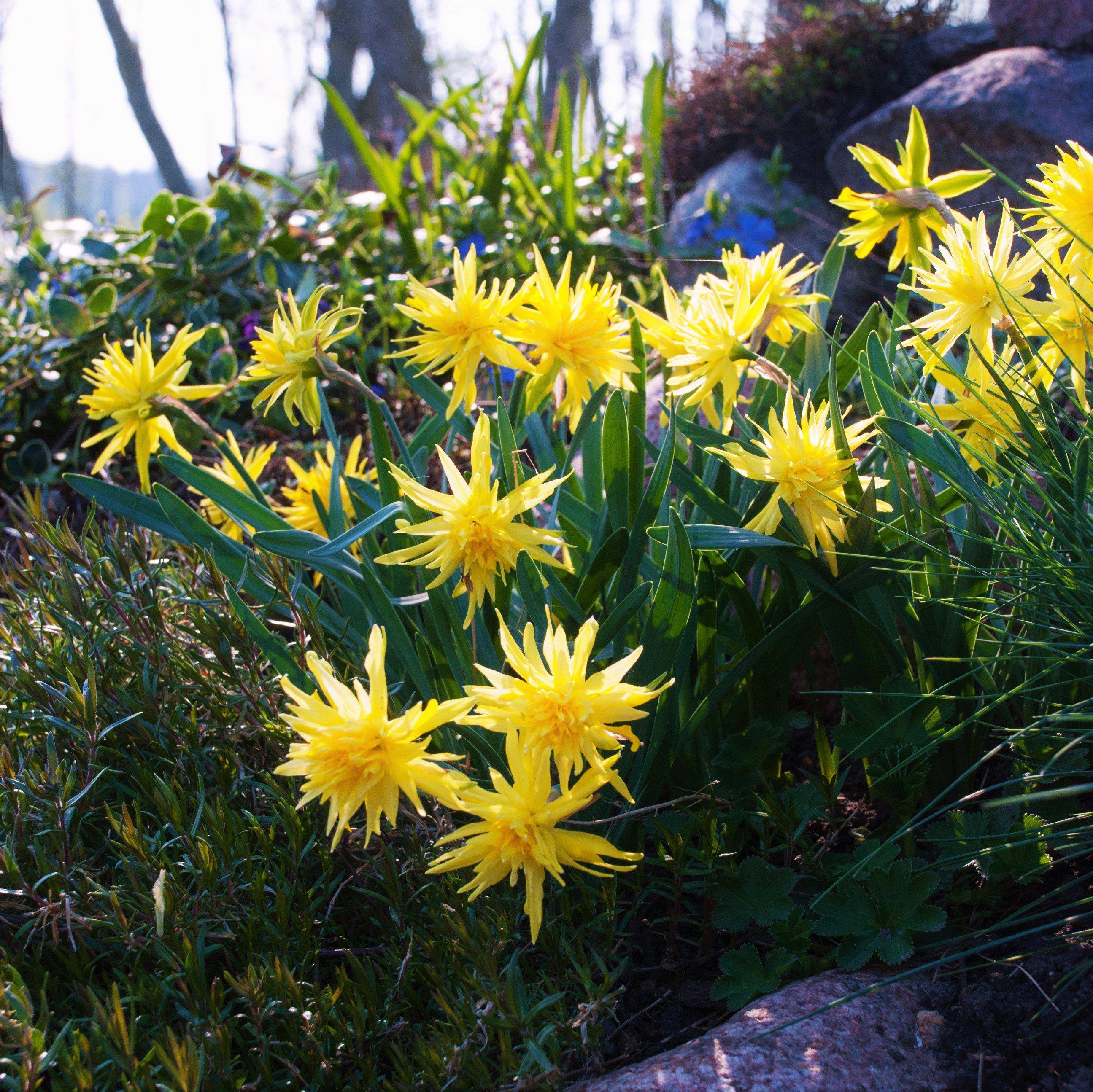 Narcissus - Daffodil Rip Van Winkle