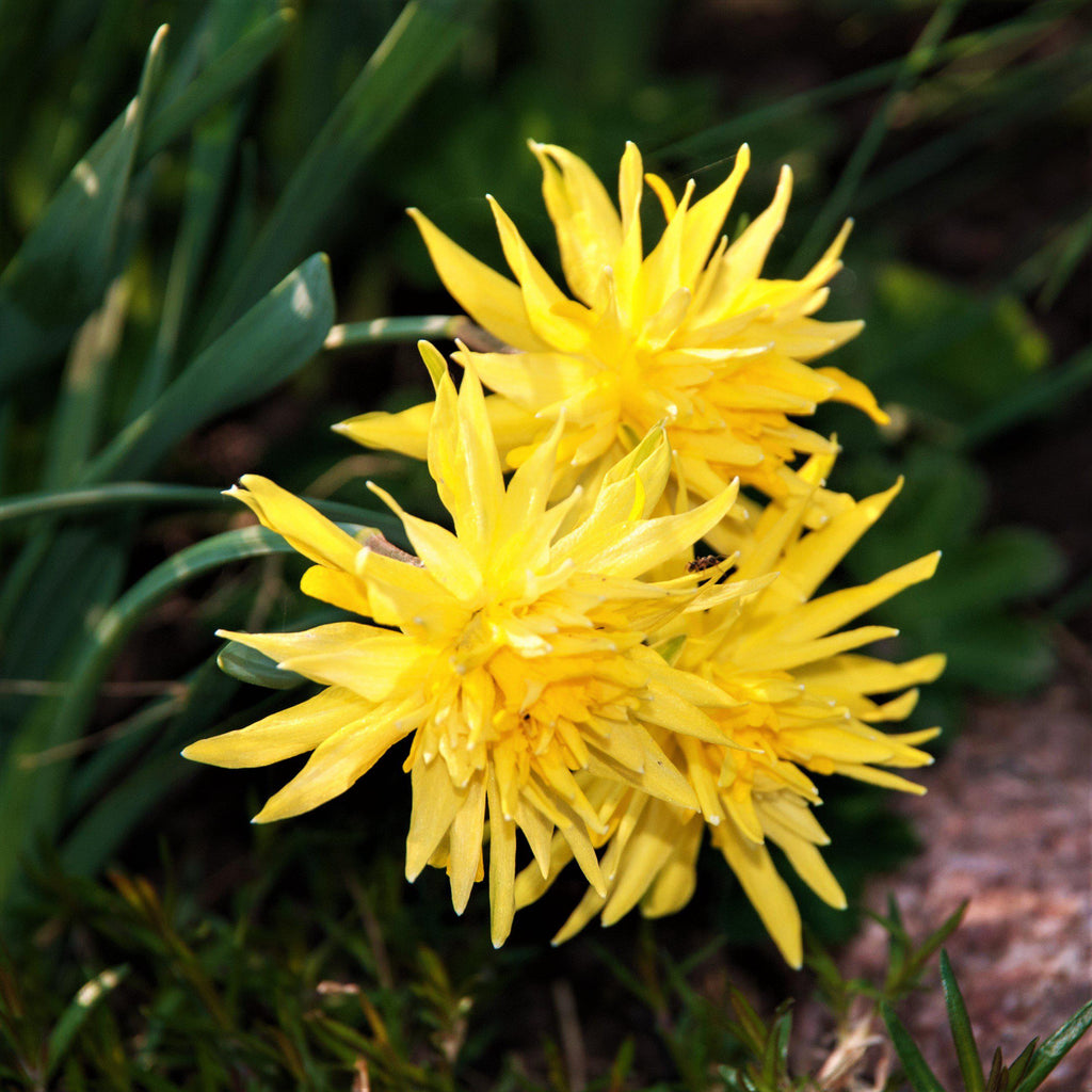 Narcissus - Daffodil Rip Van Winkle