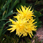 Narcissus - Daffodil Rip Van Winkle