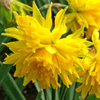 Narcissus - Daffodil Rip Van Winkle