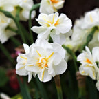 Daffodil & Tulip - Spring Romance Blend
