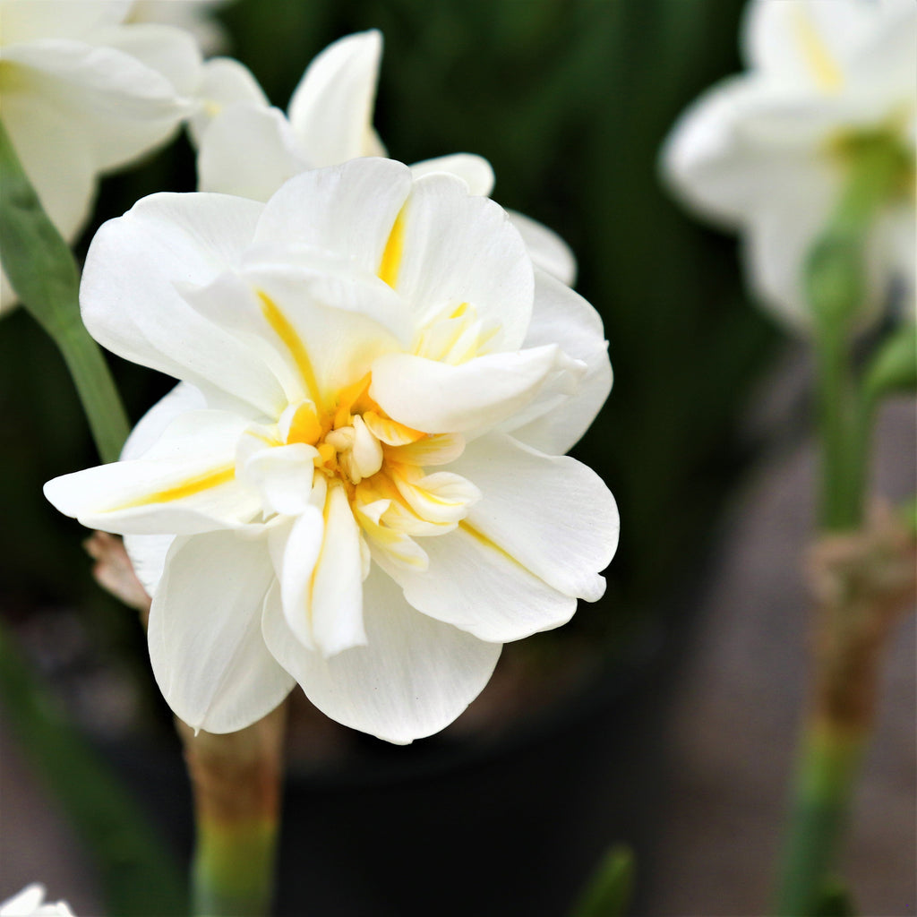 Daffodil & Tulip - Spring Romance Blend