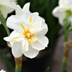 Daffodil & Tulip - Spring Romance Blend