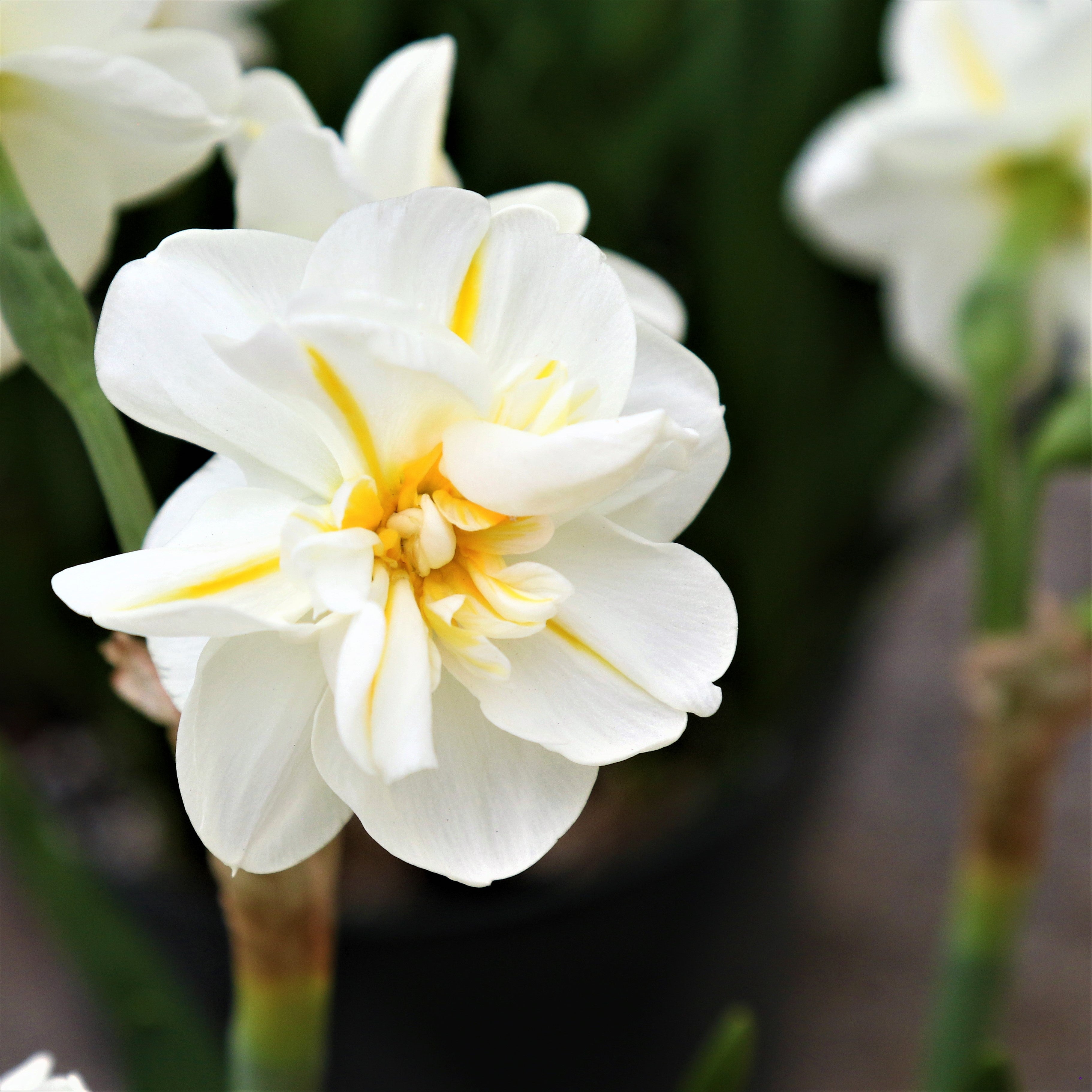 Daffodil & Tulip - Spring Romance Blend