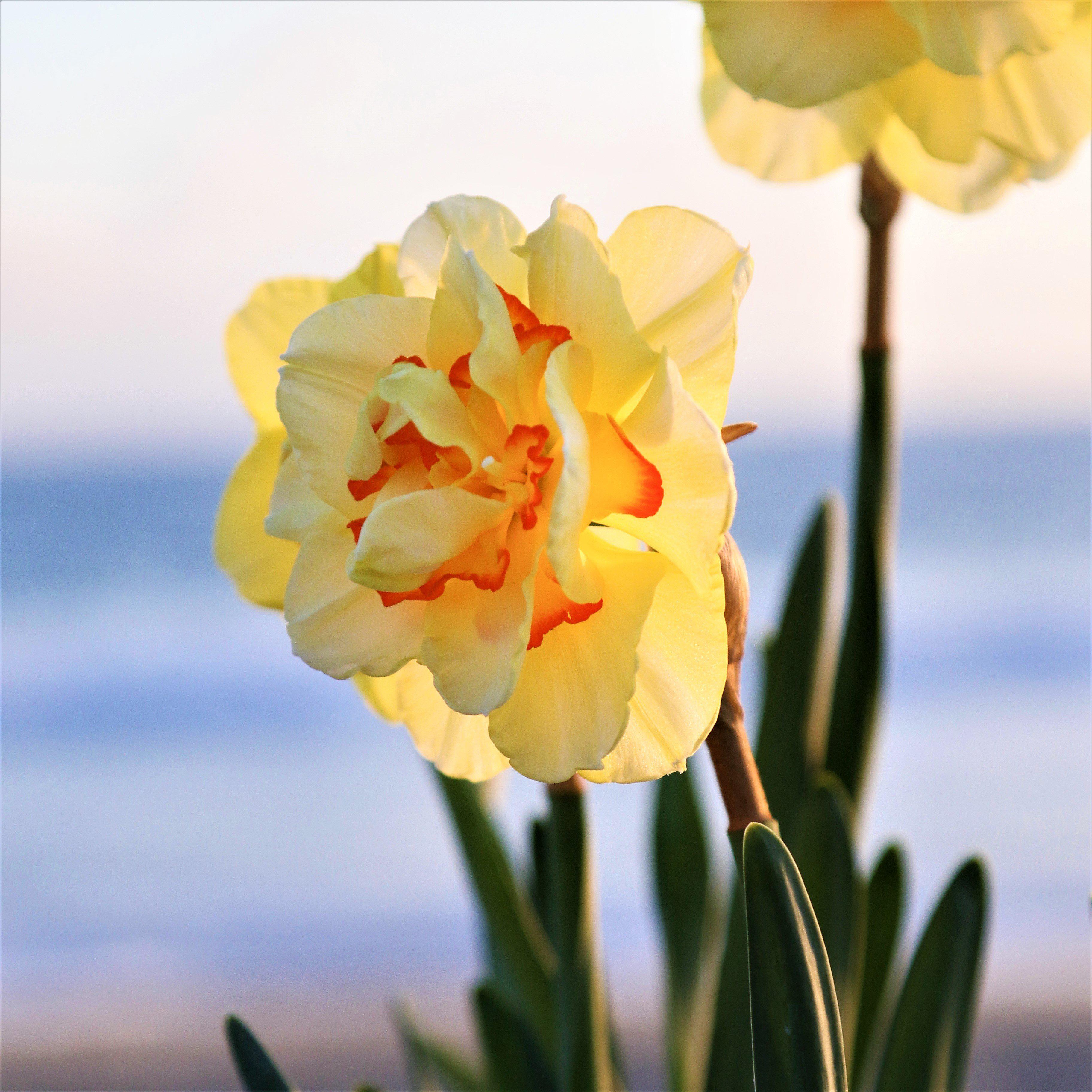Narcissus - Daffodil Tahiti