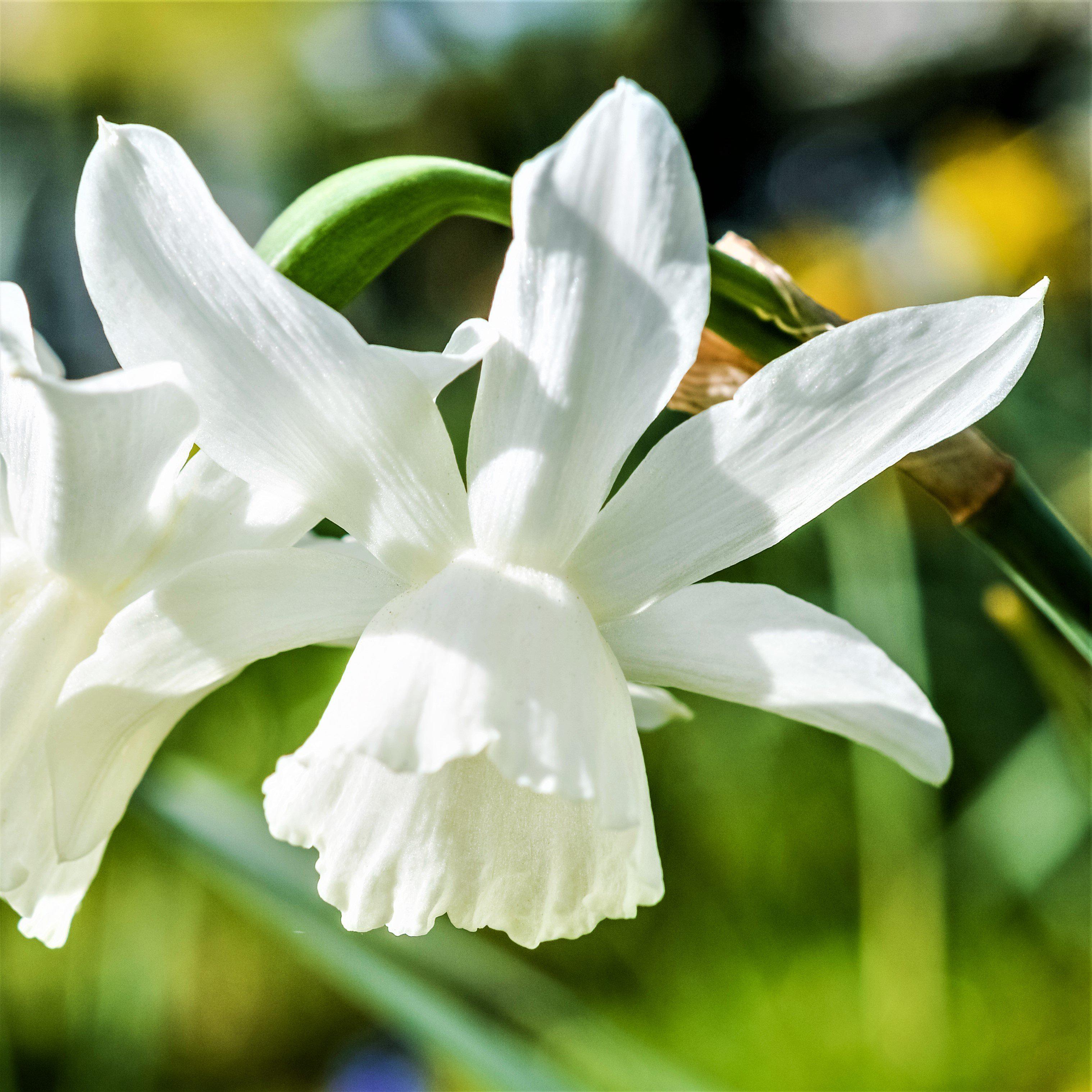 Narcissus - Daffodil Thalia