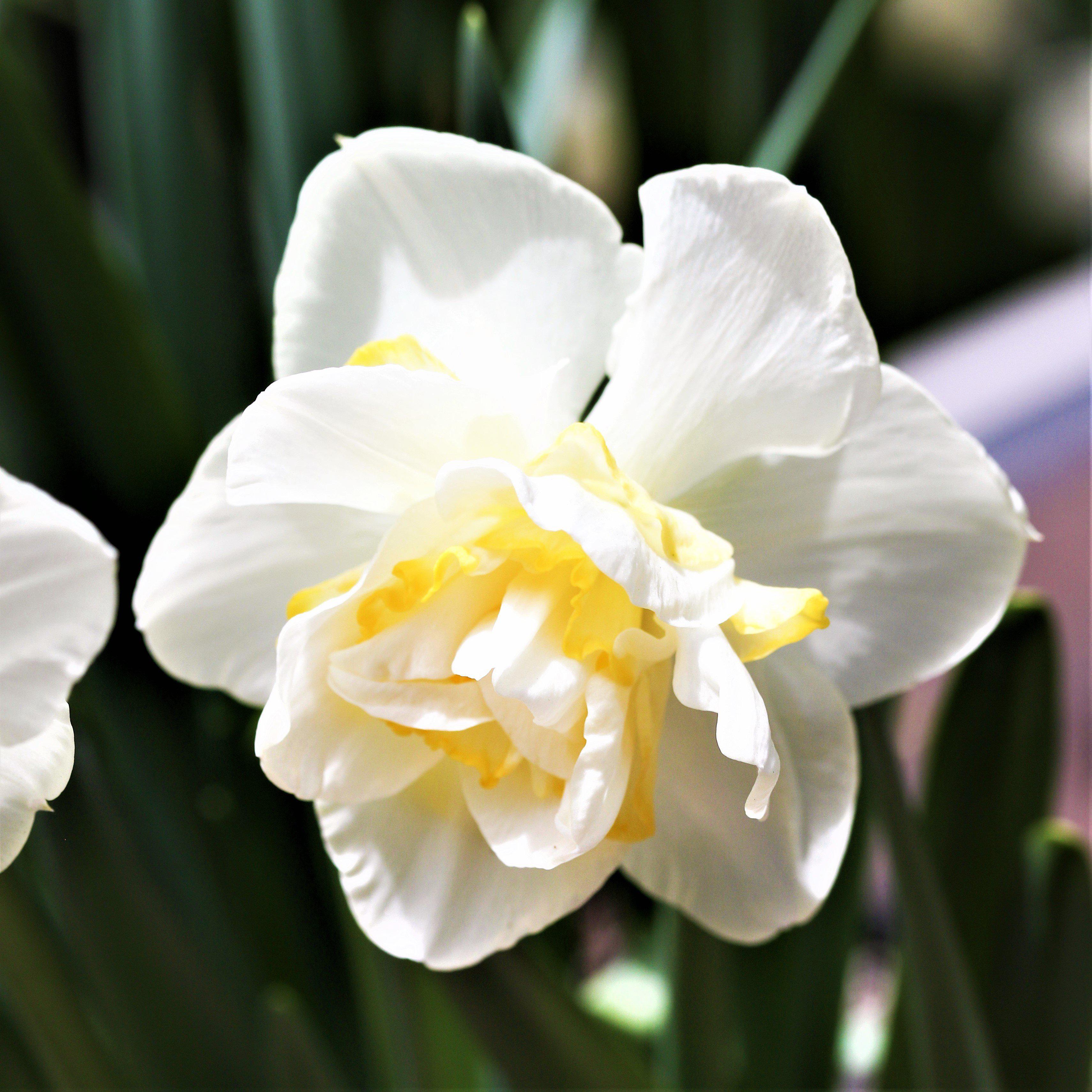 Narcissus - Daffodil White Lion