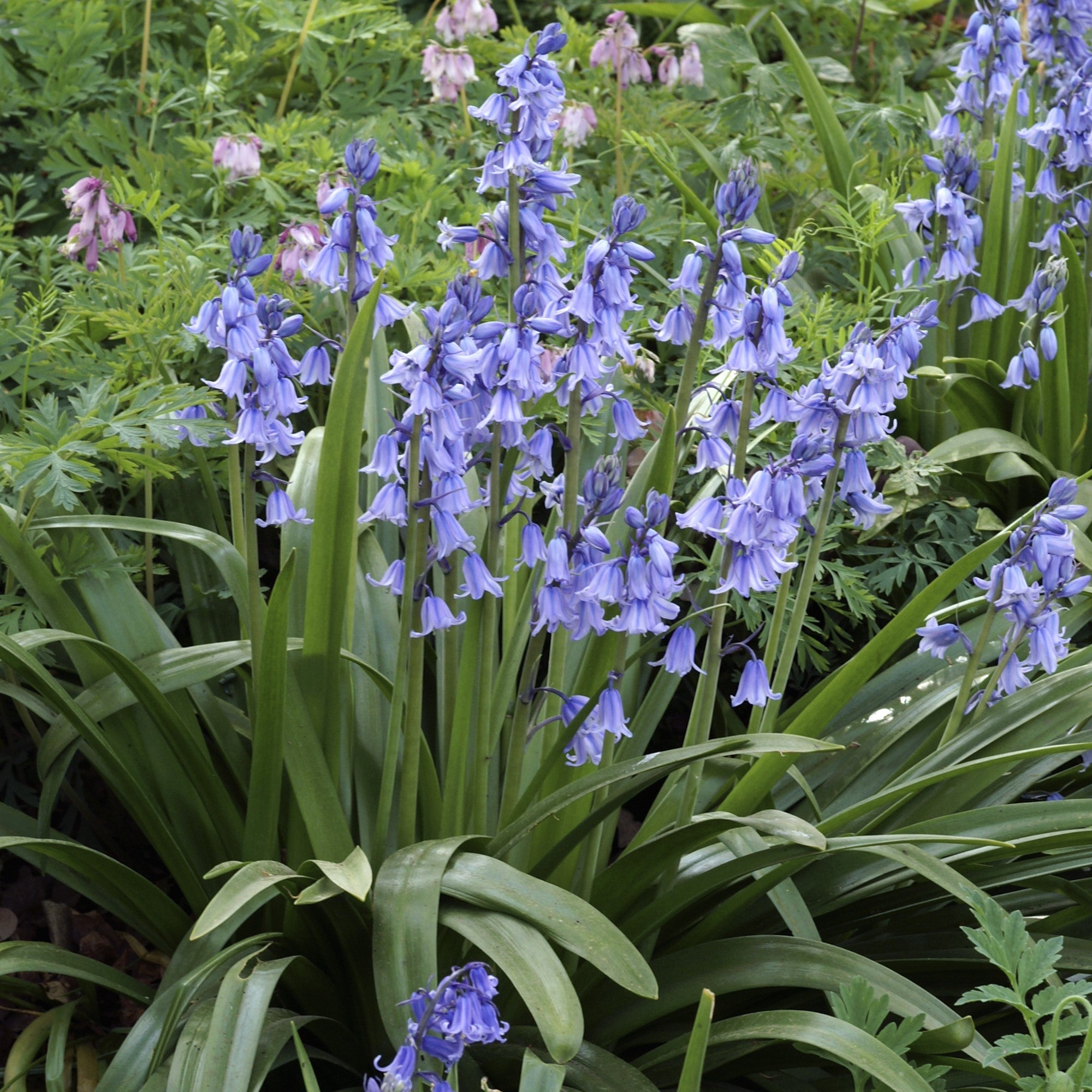 Spanish Bluebells - Hyacinthoides Blue