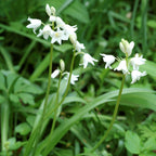 Spanish Bluebells - Hyacinthoides White