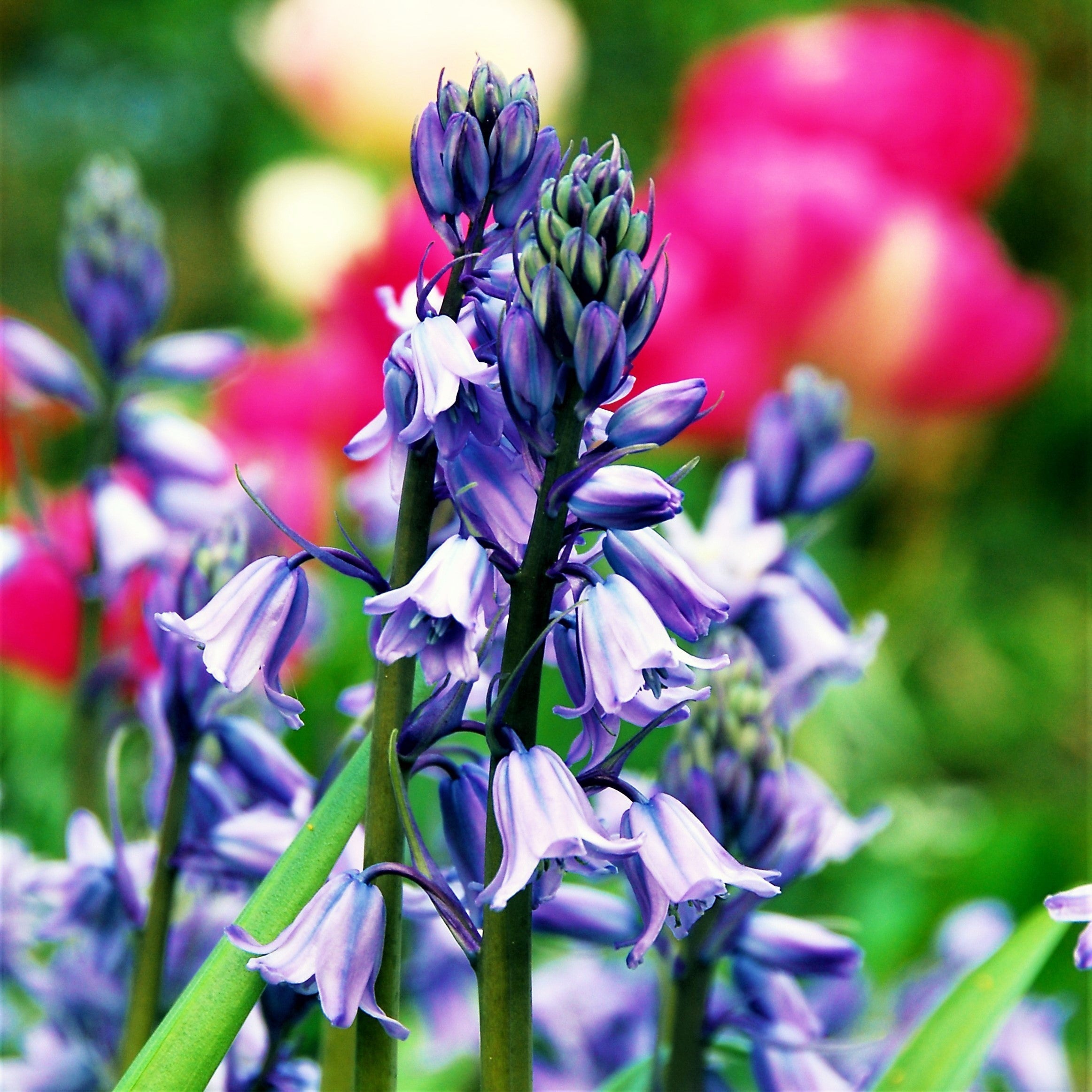 Spanish Bluebells - Hyacinthoides Blue