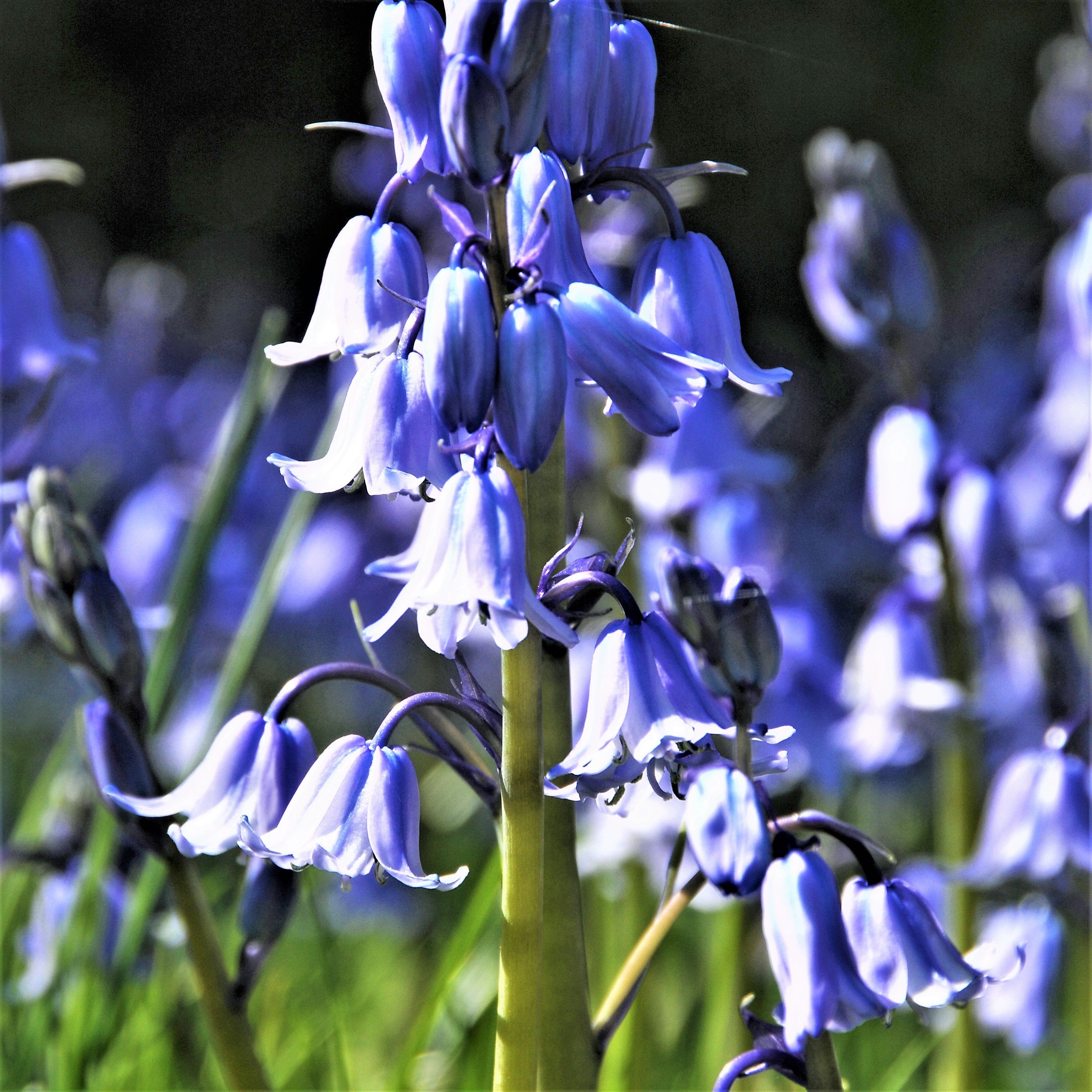 Spanish Bluebells - Hyacinthoides Blue
