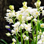 Spanish Bluebells - Hyacinthoides White