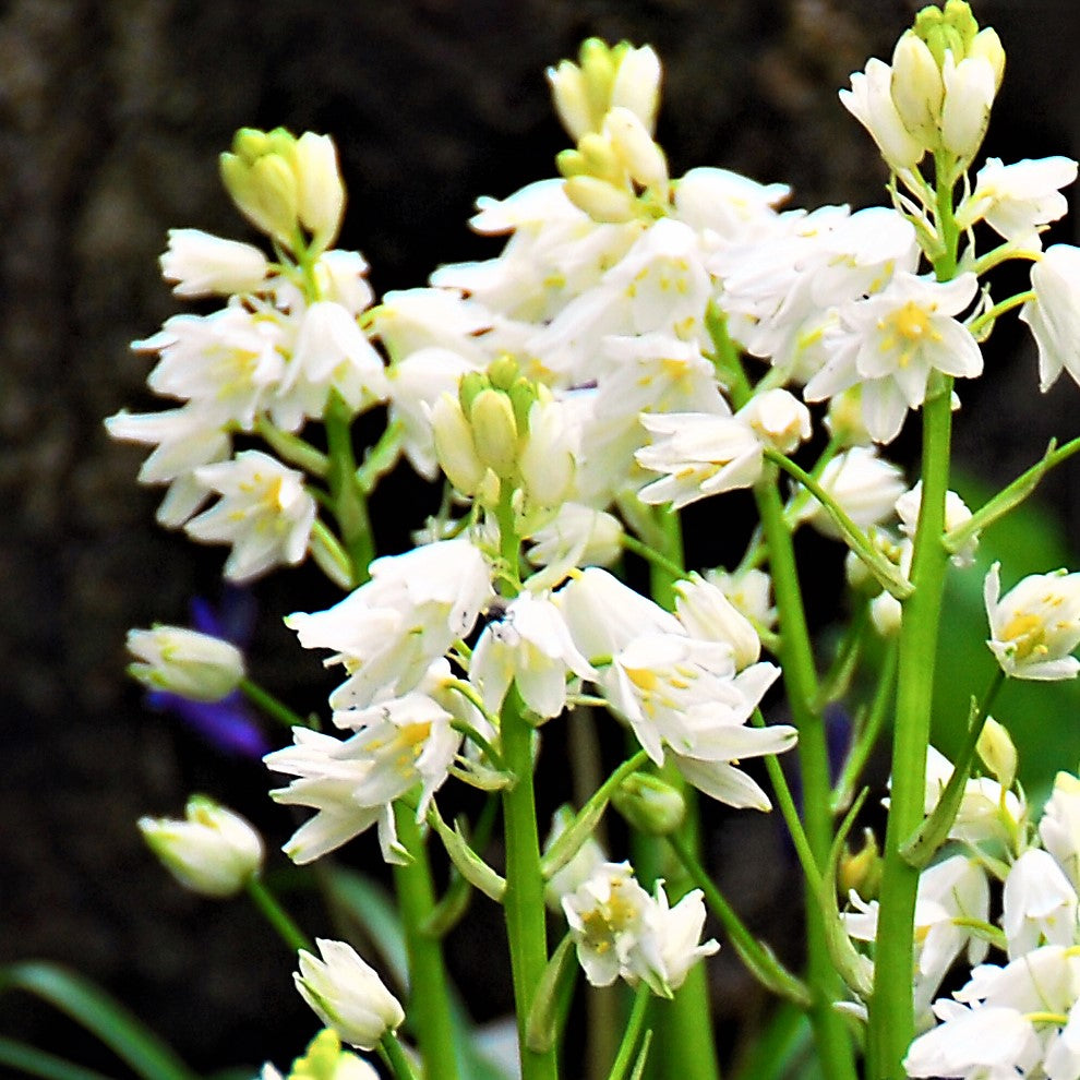 Spanish Bluebells - Hyacinthoides White