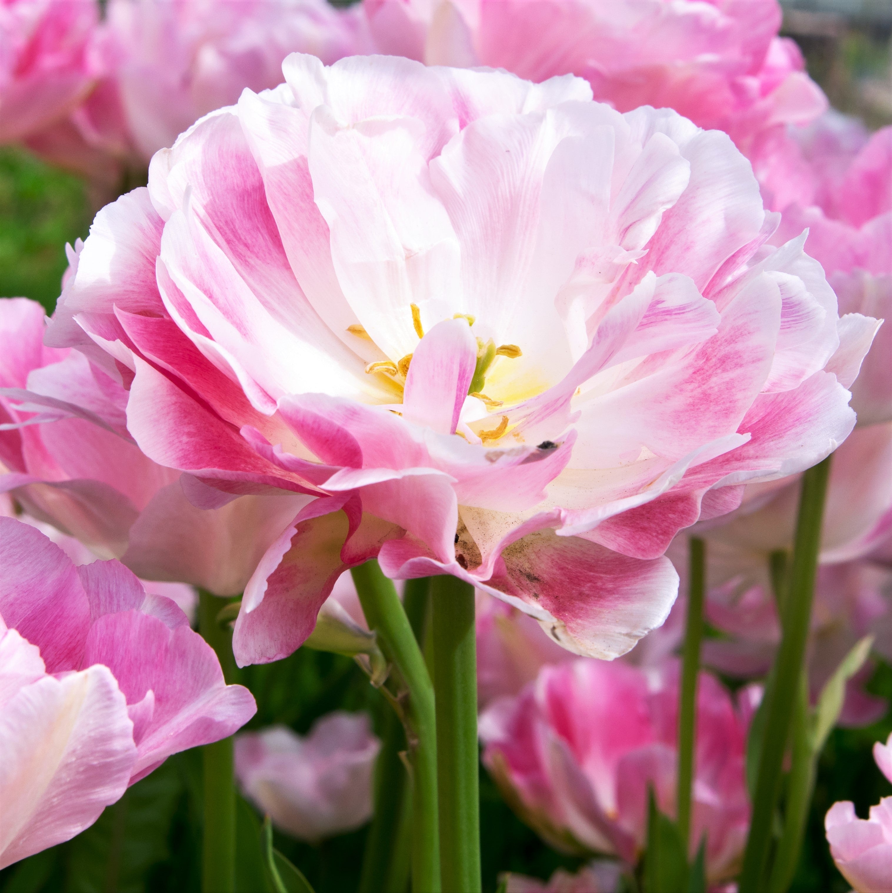 Tulip - Angelique
