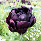 Tulip - Black Hero