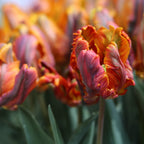 Tulip - Blumex