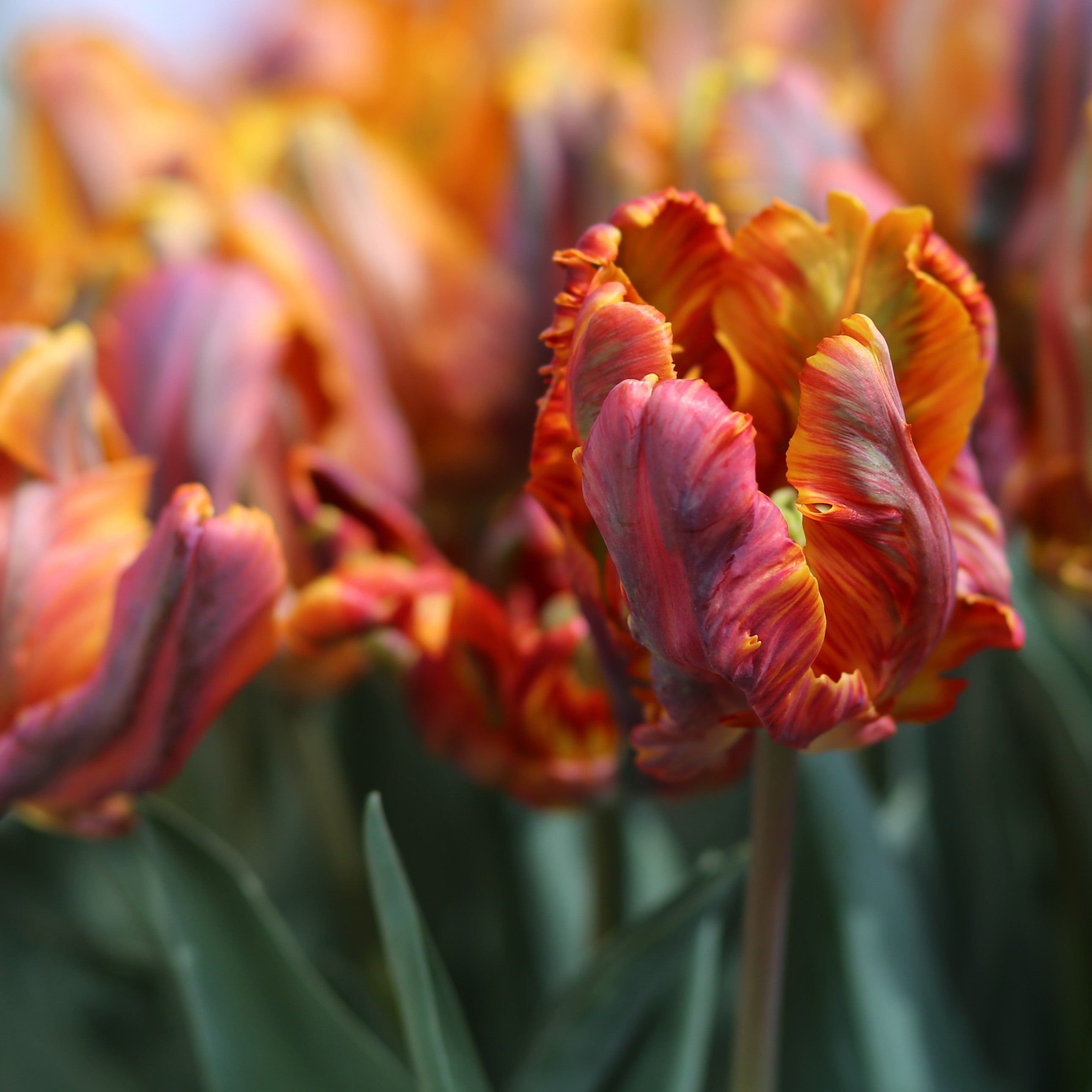 Tulip - Blumex