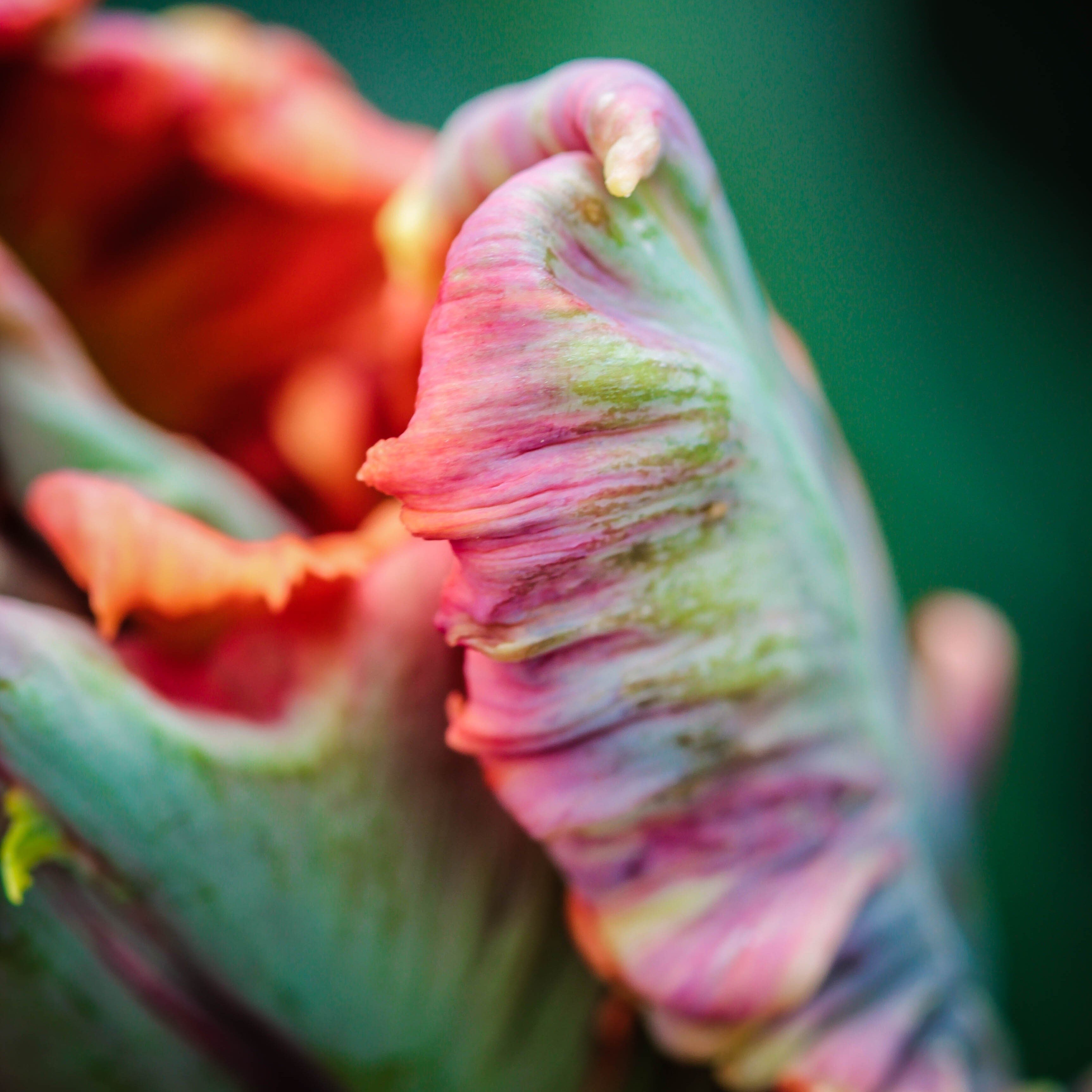 Tulip - Blumex