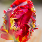 Tulip - Blumex