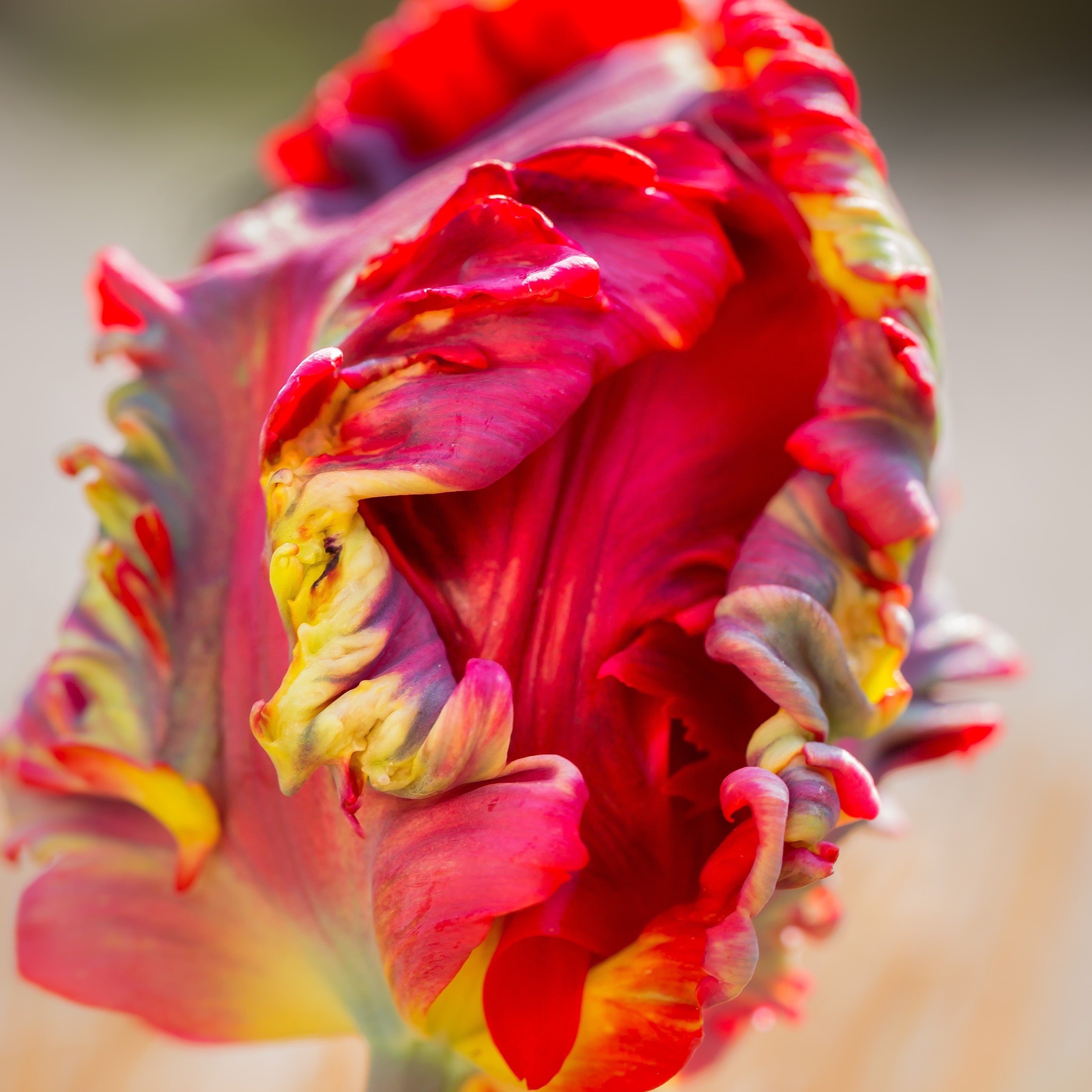 Tulip - Blumex