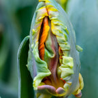 Tulip - Blumex