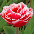Tulip - Brest (Fringed)