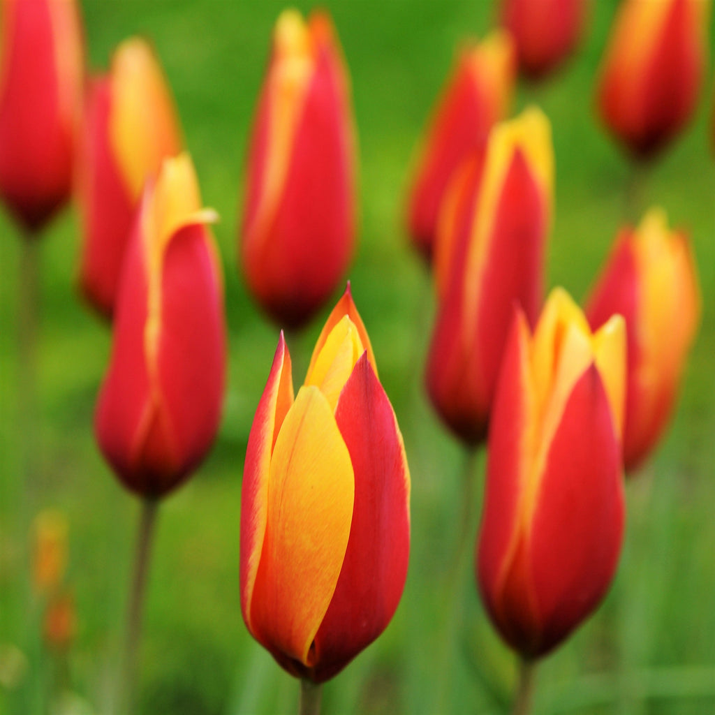 Tulip - Clusiana Chrysantha