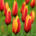 Tulip - Clusiana Chrysantha