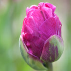 Tulip - Double Negrita