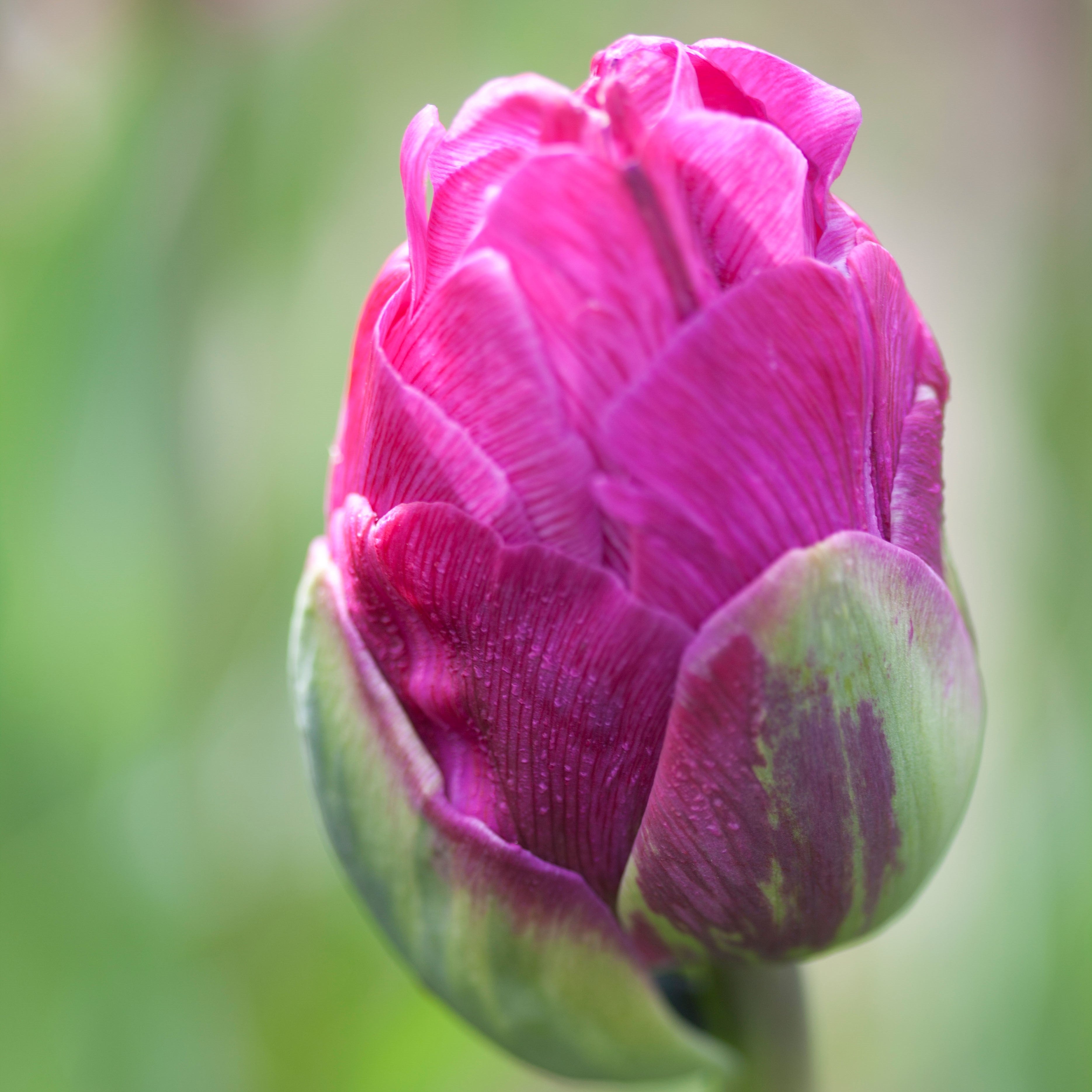 Tulip - Double Negrita