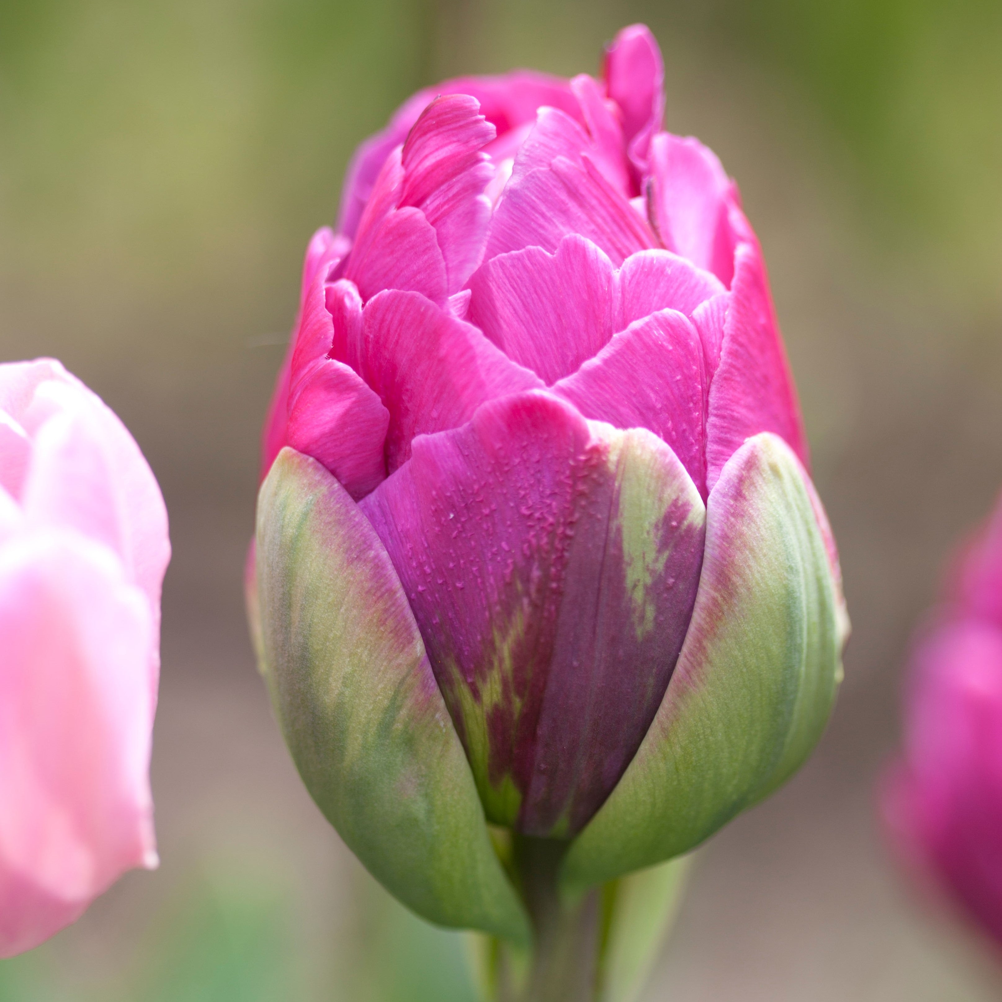 Tulip - Double Negrita
