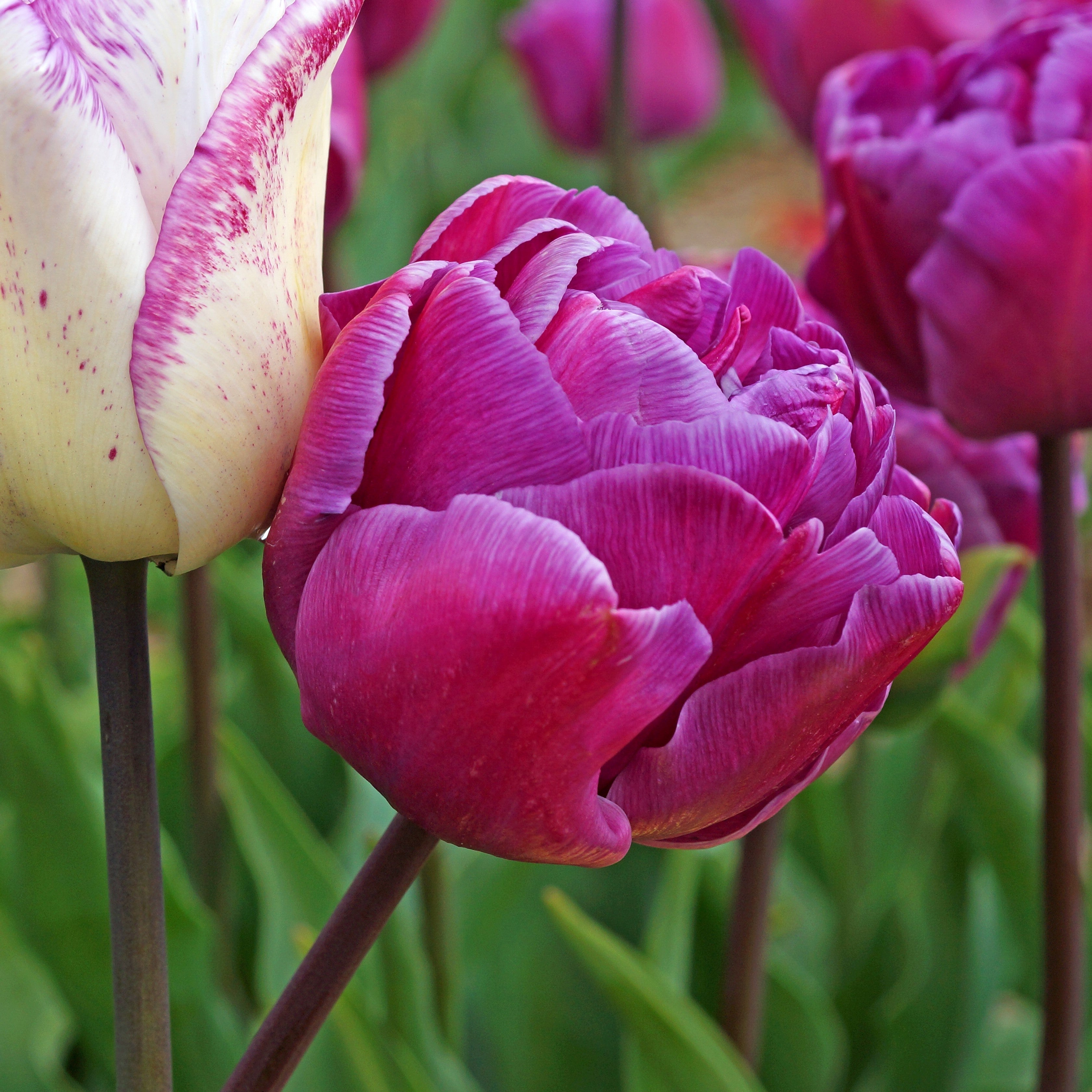 Tulip - Double Negrita