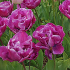 Tulip - Double Negrita