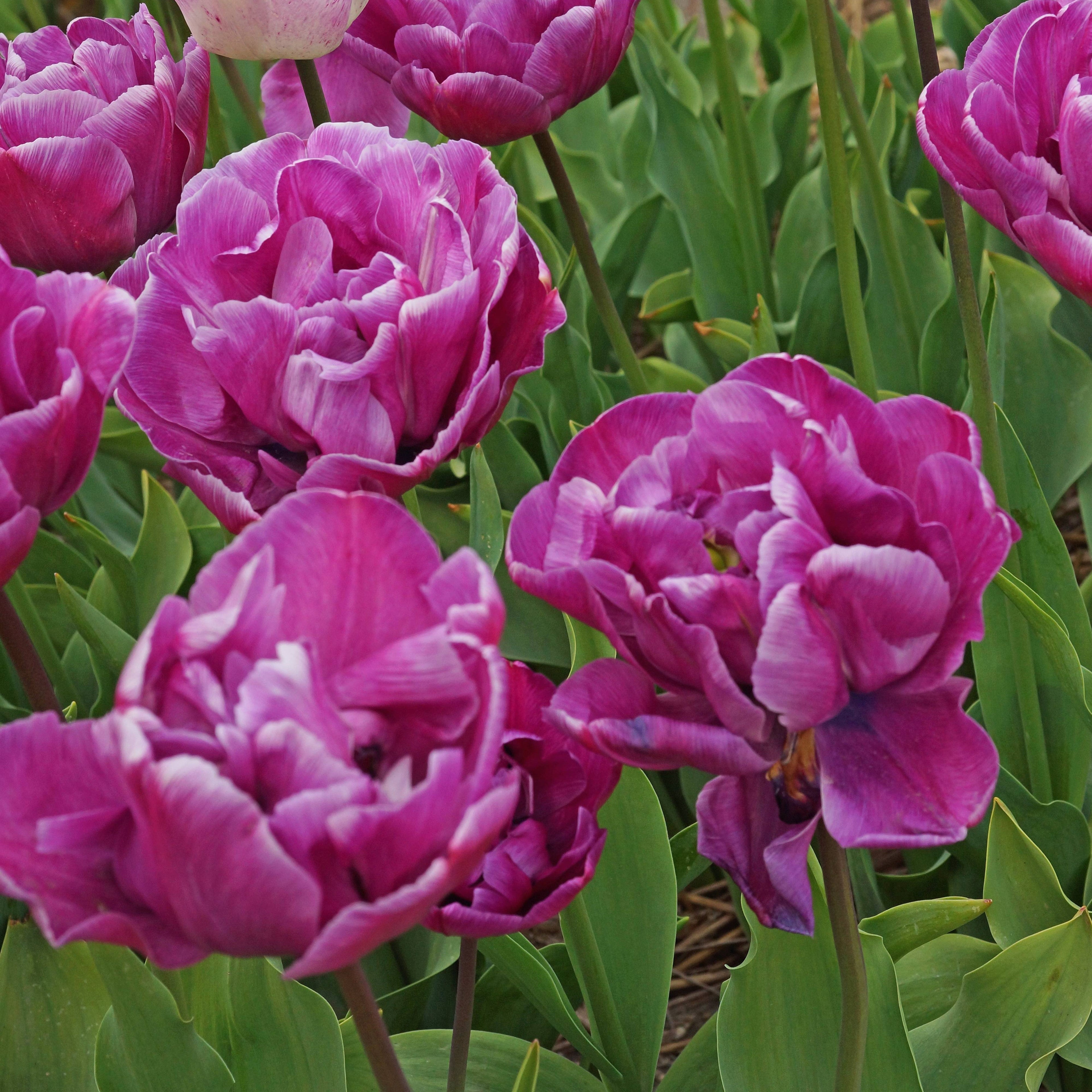 Tulip - Double Negrita