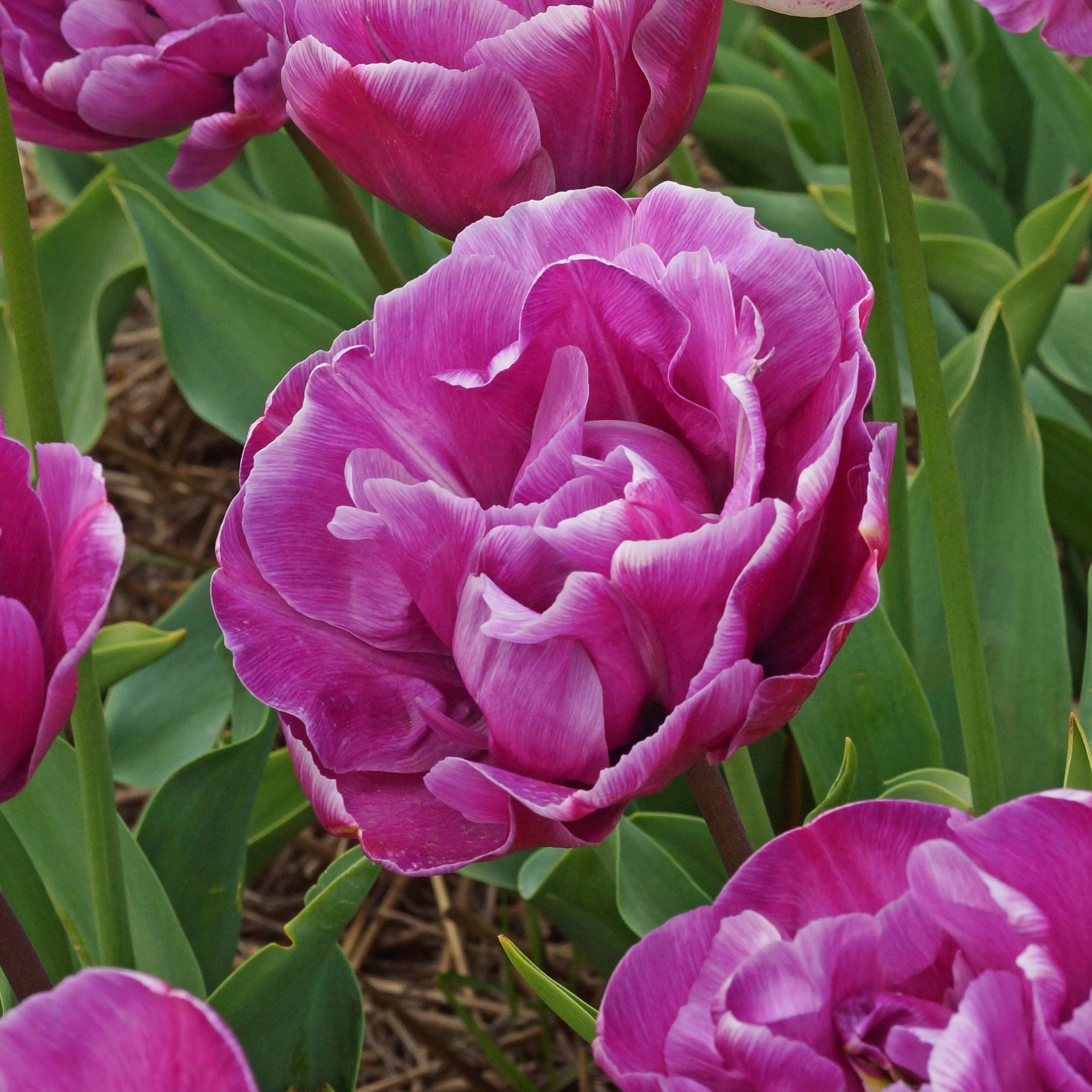 Tulip - Double Negrita
