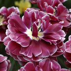 Tulip - Dream Touch