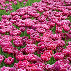 Tulip - Dream Touch