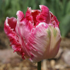 Tulip - Fantasy Parrot