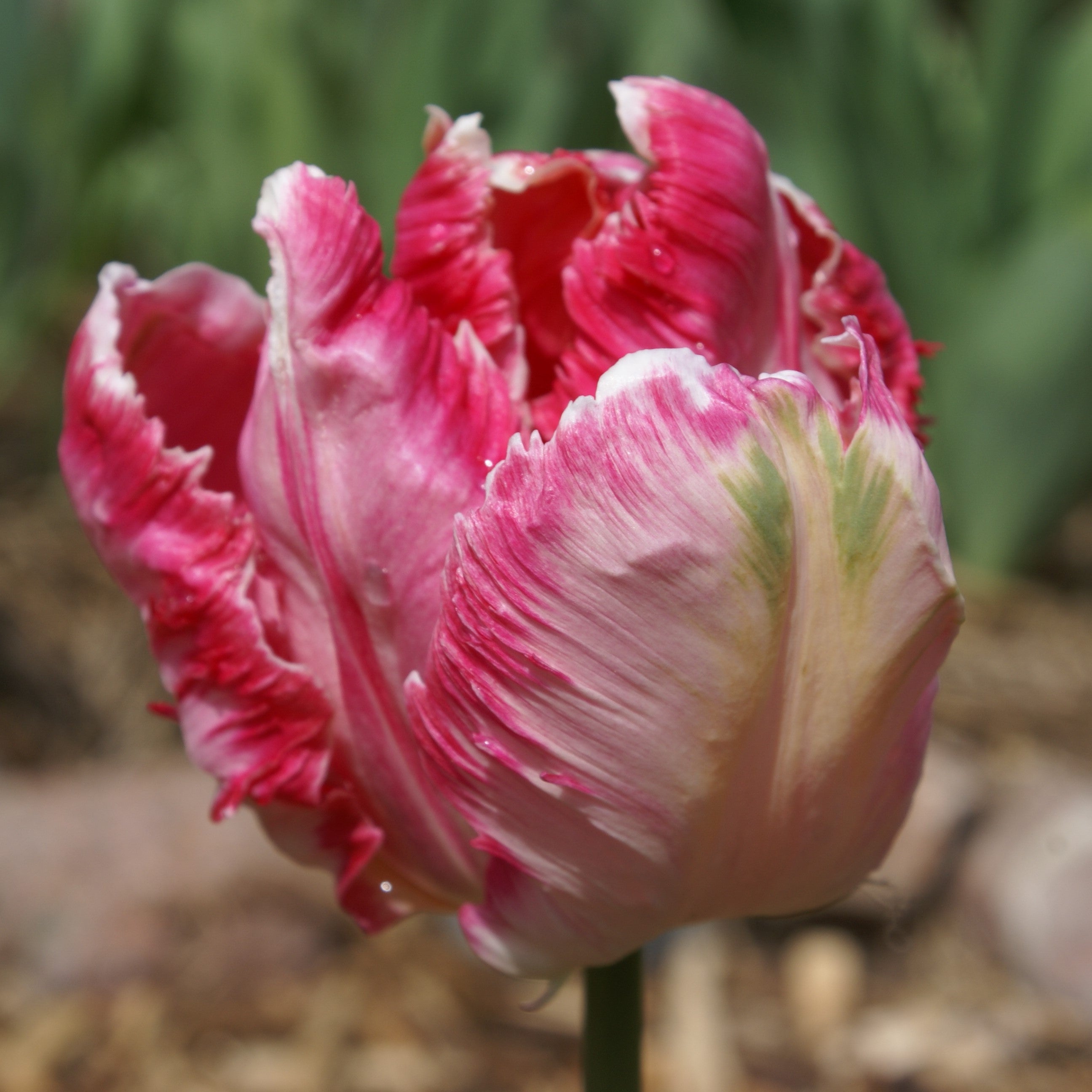 Tulip - Fantasy Parrot