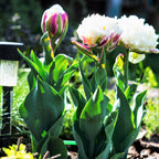 Tulip - Ice Cream