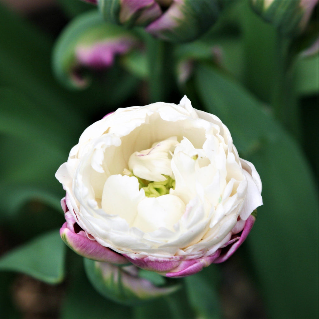 Tulip - Ice Cream
