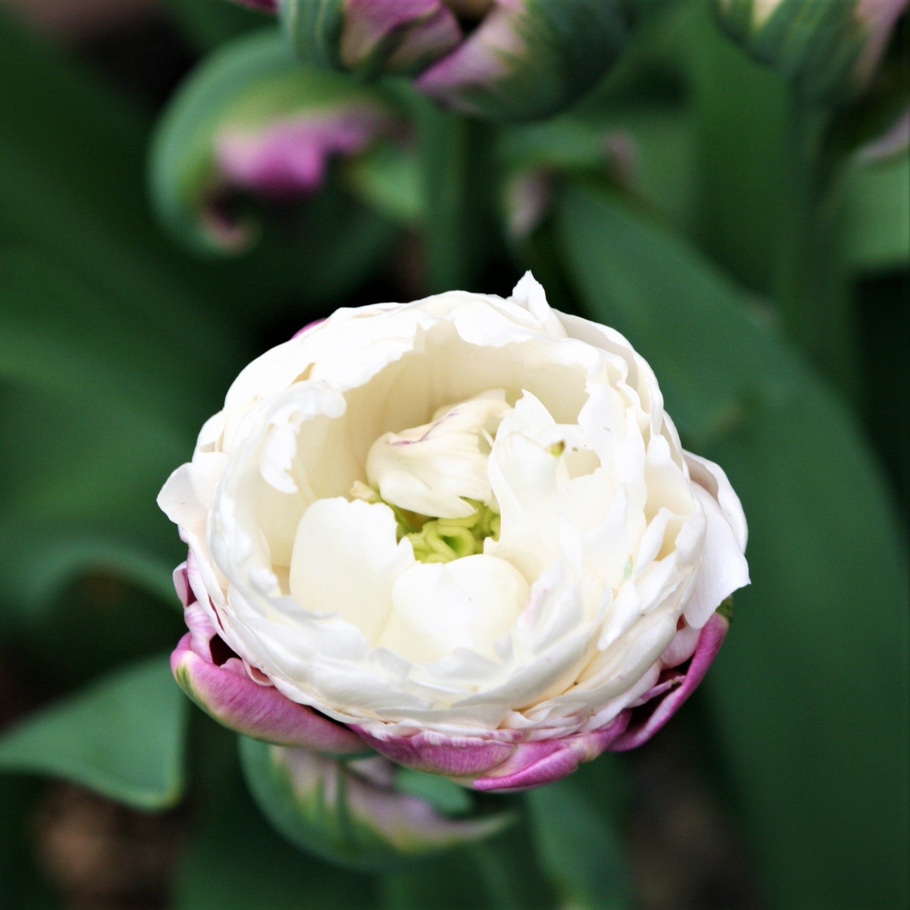 Tulip - Ice Cream