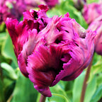 Tulip - Negrita Parrot