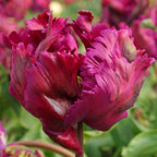Tulip - Negrita Parrot